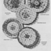 1950 Royal Doulton Advertisements