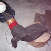 seal on on drum with white ball that spins around on his nose