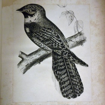 Saved from the dumpyard...Wm. Hitchcock stone litograph - Visual Art