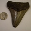 Sharks Teeth I've Found Locally