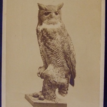 Great Horned Owl taxidermy Cabinet card