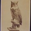 Great Horned Owl taxidermy Cabinet card