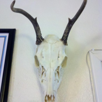 My skull/bone collection
