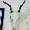 My skull/bone collection