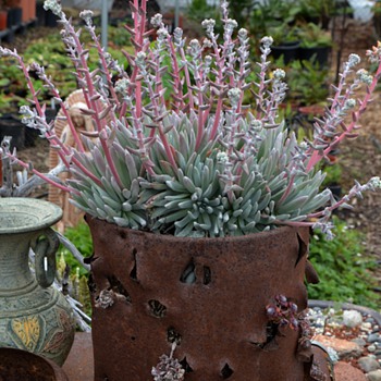 What I do with Most of My Enormous Planter Collection... - Art Pottery