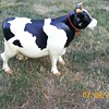 Even Milky The Cow in a drought and fell over from Heat and Hunger :-(
