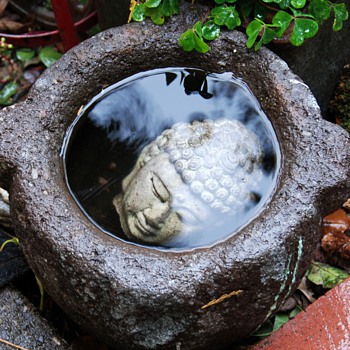 I can't forget this Buddha Head in an old stone trough in my garden