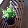 Slatted Table/Bench