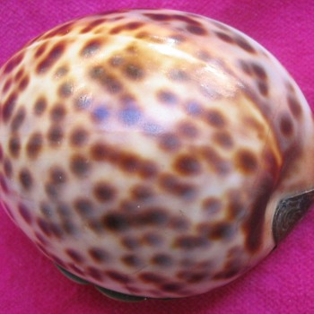GEORGIAN PERIOD COWRY SHELL SNUFF BOX