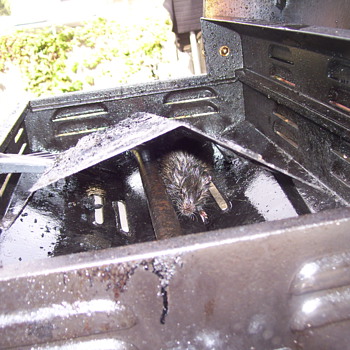 labor day cookouts - Kitchen