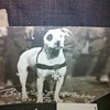 WWI Pit Bull mascot!