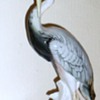 Large Crane Bird interesting markings 