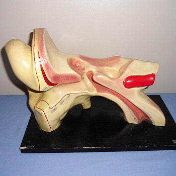 Vintage Ear Model from Medical School