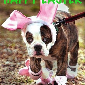 HAPPY EASTER EVERYONE :) - Animals