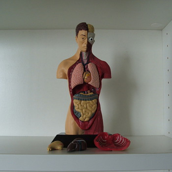 Human Anatomy Doll