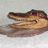 Alligator head - Taxidermy