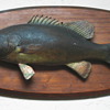  Small mouth Bass  plaque. Bass caught in 1926 