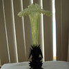 Vaseline Glass , Black forest hand carved base,puchased from Netherlands