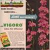 1950 Vigoro Advertisements