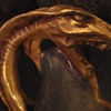 Amphora Sea Monster