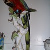 ROSENTHAL PARROT