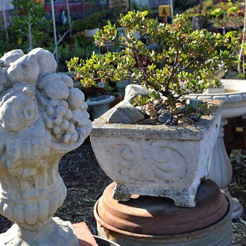 Manzanitas in Antique Cement Planters - Art Nouveau