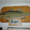 Burgie  North American Sportfish cardboard signs