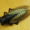 Bigger ciccada brooch