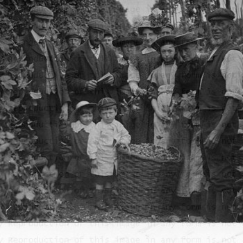 Picking Hops - Postcards