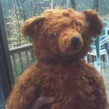 20 inch. Steiff Mohair Teddy bear, value????? - Dolls