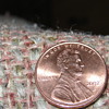 2092 Lincoln penny