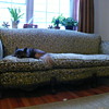 My darling little sofa