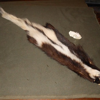 Case Skined Skunk Pelt and Skull - Animals