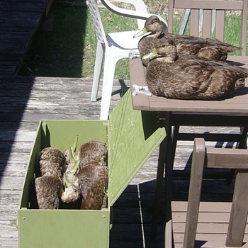 Hunting decoys with genuine feathers