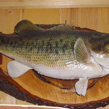 Catch of the day.