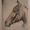 Horse Drawings