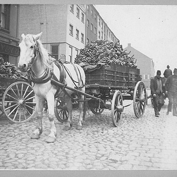 Boston going Banans, Steercars in Boston, Fishing Northshore of Ma,Xmas card - Photographs