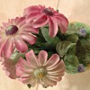 Crown Staffordshire Bone China Florals