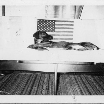 Lost Dog - Photographs