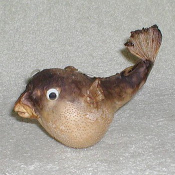 Pufferfish - Taxidermy - Animals
