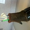 Real Cow Hoof Pencil Holder