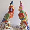 parrots 