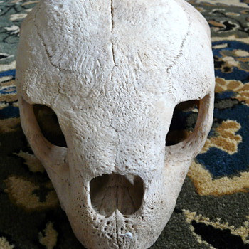 Turtle/tortoise Skull