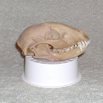 Badger Skull - Taxidermy - Animals