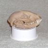 Badger Skull - Taxidermy