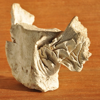 Fossil (?) of spine or backbone whale (?) - Animals