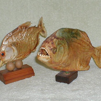 Brazilian Piranhas - Taxidermy - Animals
