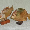 Brazilian Piranhas - Taxidermy