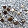 Really stunning Antique (?) Buttons