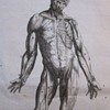 Early Anatomical Engraving (1760)